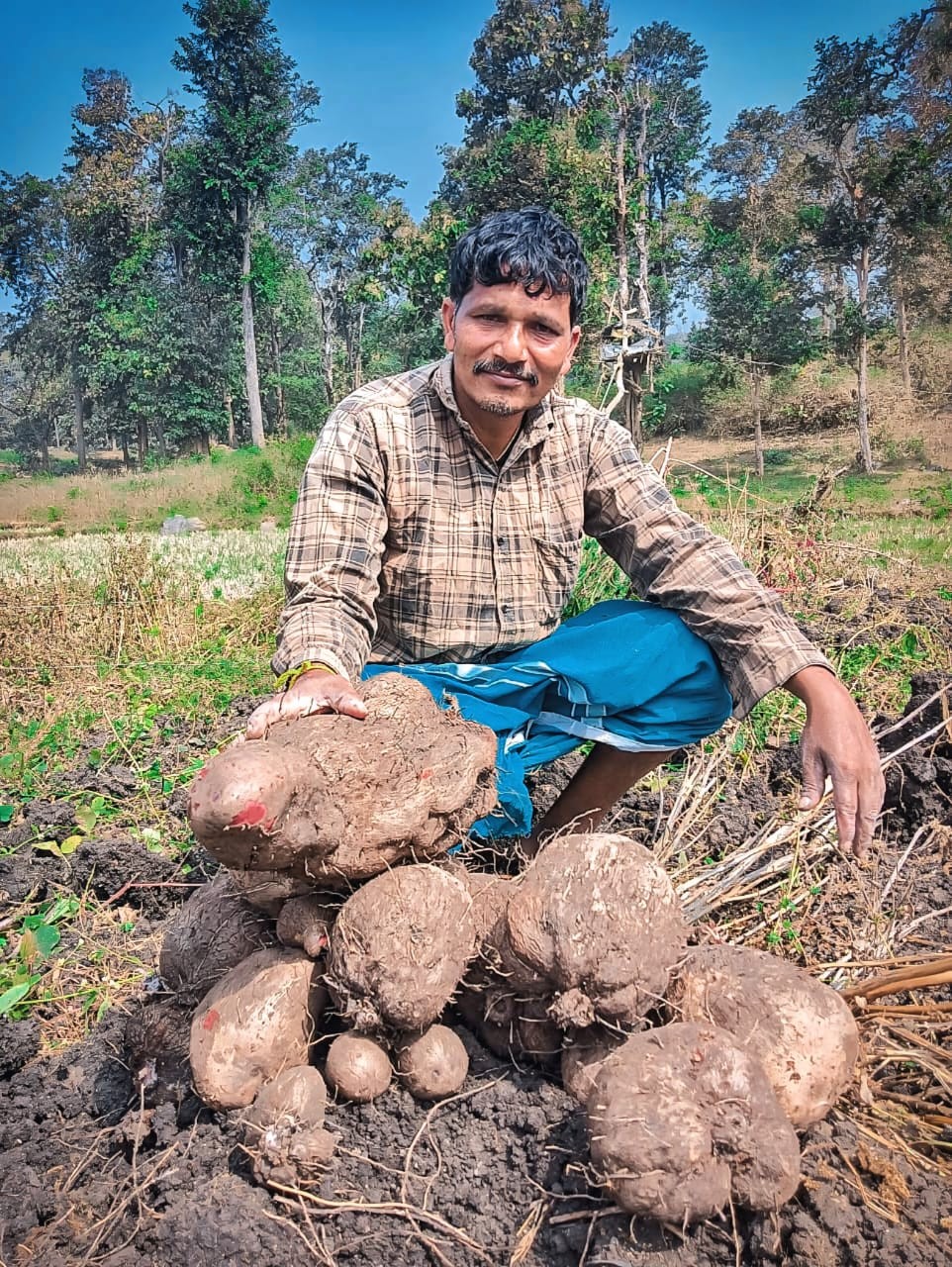Farmer sitting with a large elephant foot yam in the field