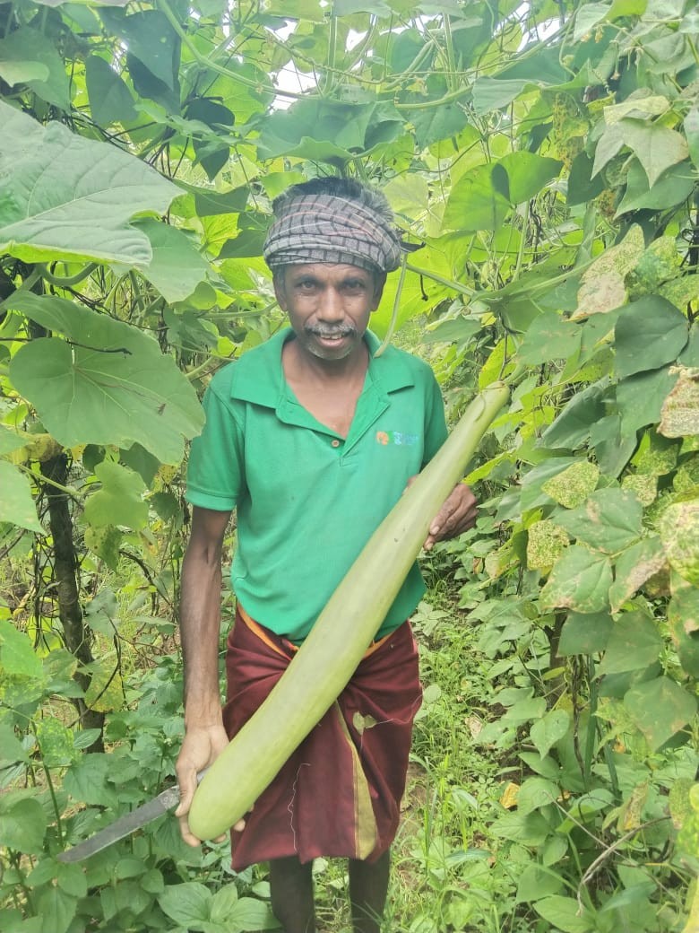 Farmer holding a freshly harvested bottle gourd