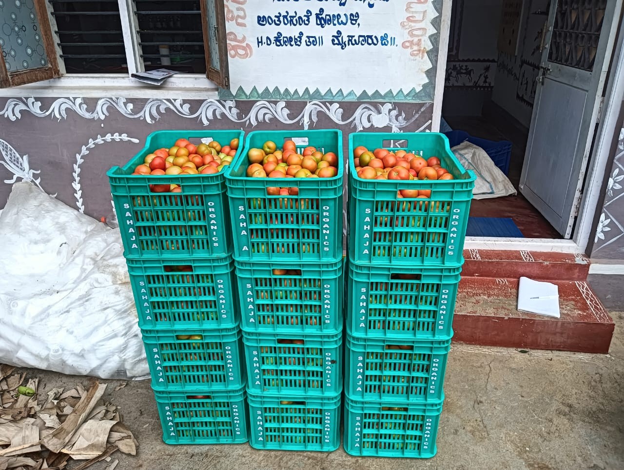 Crates of freshly graded organic tomatoes
